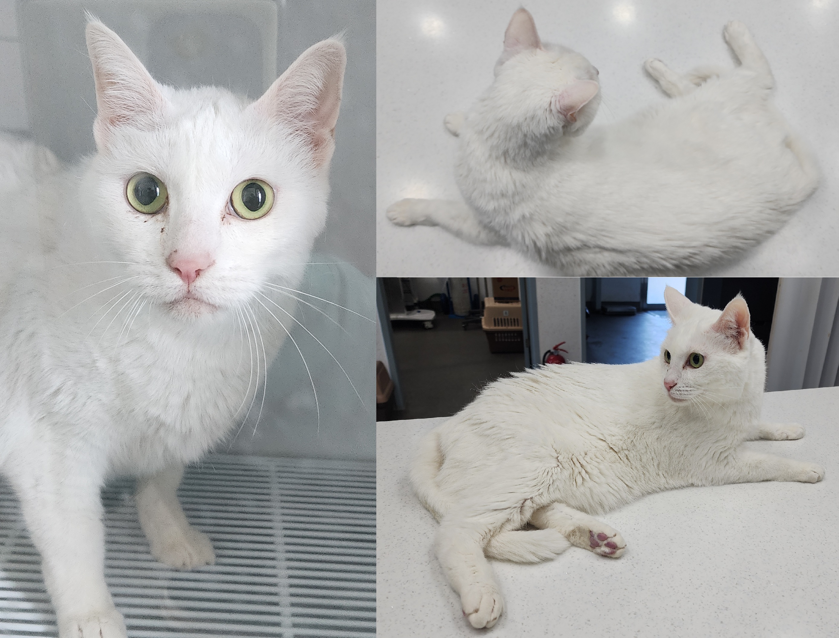 [고양이] 한국 고양이 충남-서산-2025-00280 유기동물 배경 이미지 입니다.
